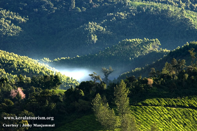 See The Mist Rising From Tea Garden.Feel Your Mind Rising To Heaven. Hold My Hand. Reach There.